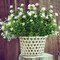 6 Bundles Artificial Flowers, Fake Artificial Greenery UV Resistant No Fade Faux Plastic Plants for Wedding Bridle Bouquet Indoor Outdoor Home Garden Kitchen Office Table Vase (White)